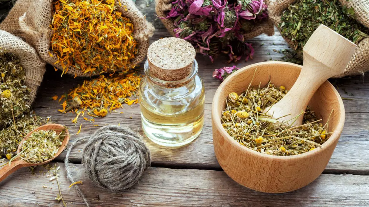 Calendarul culegerii plantelor medicinale