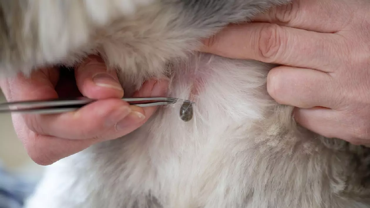 pensetă care îndepărtează căpușa îmbibată cu sânge din blana câinelui, paraziții periculoși din animalele de companie pot provoca infecții