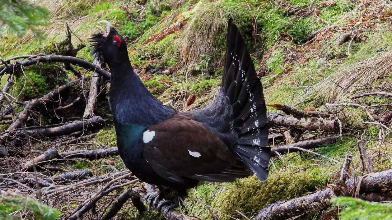Un cocoș de munte, fotografiat în Parcul Național Piatra Craiului din Brașov: „Cocoșul înțeleg, dar râsul…”