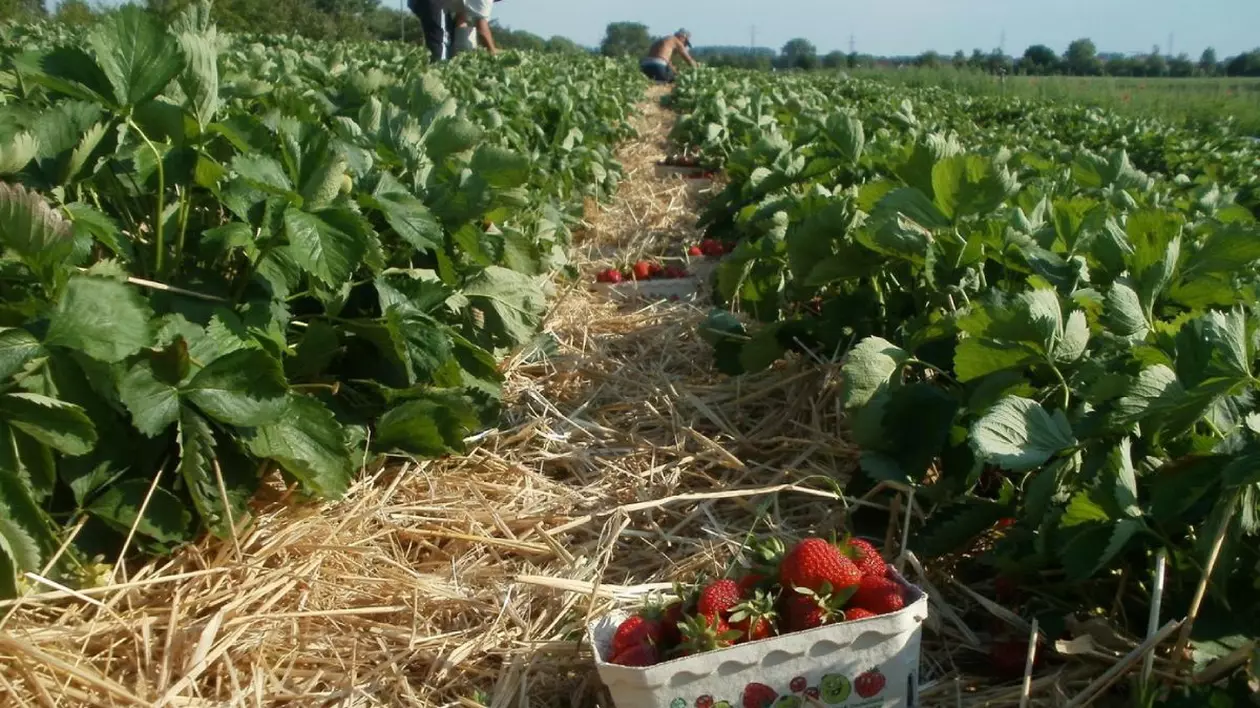 Câmp cultivat cu căpșune, muncitori strâng recolta