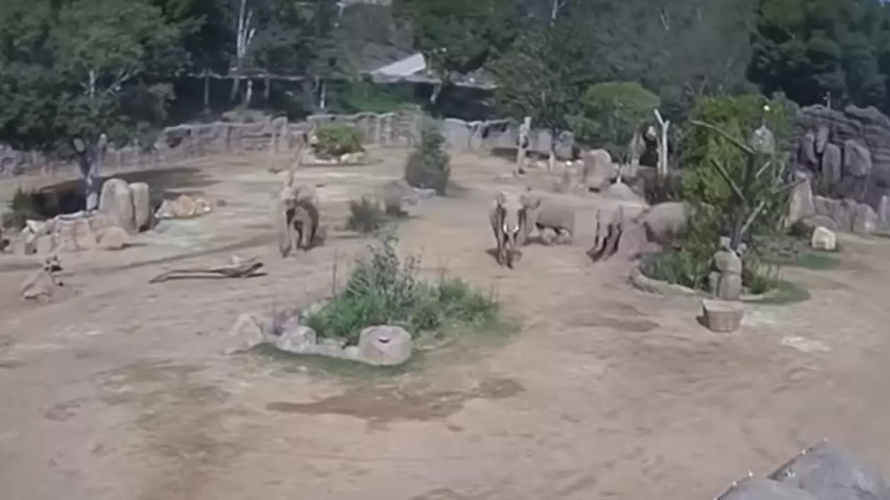 o turmă de elefanti intr o grădină zoologică. În jurul lor sunt mai mulți copaci verzi