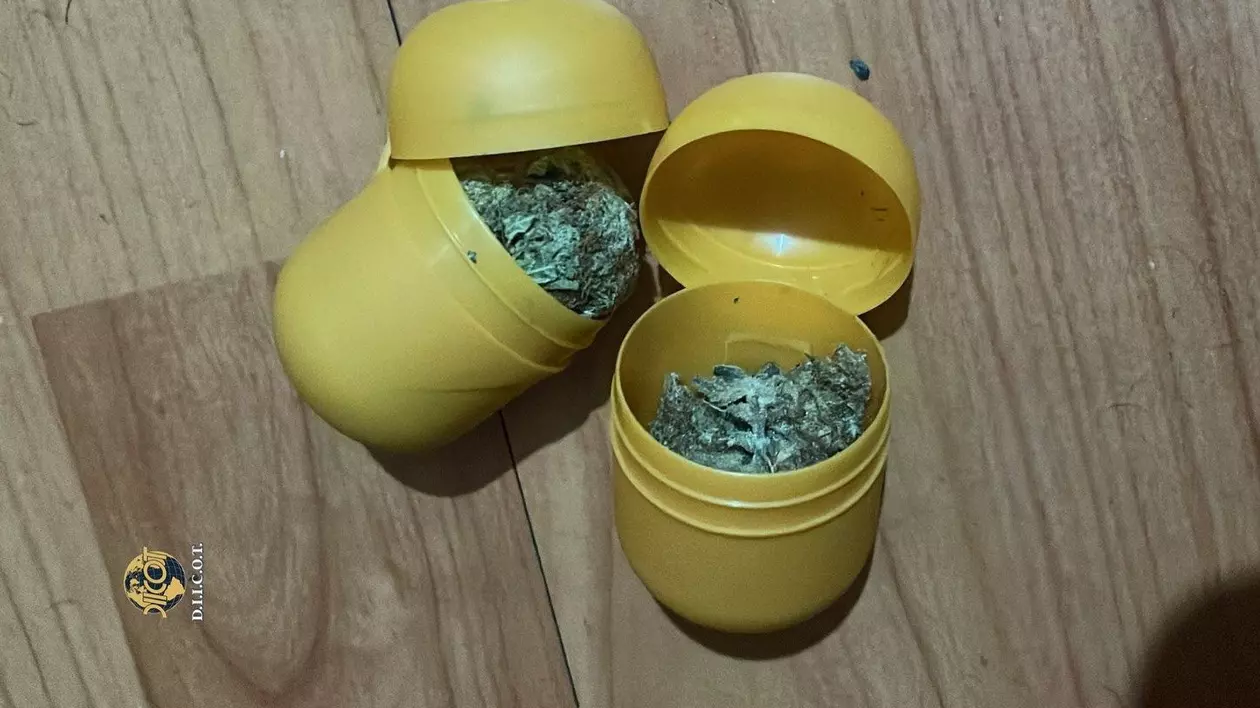 Surprize din ouă kinder pline cu canabis.