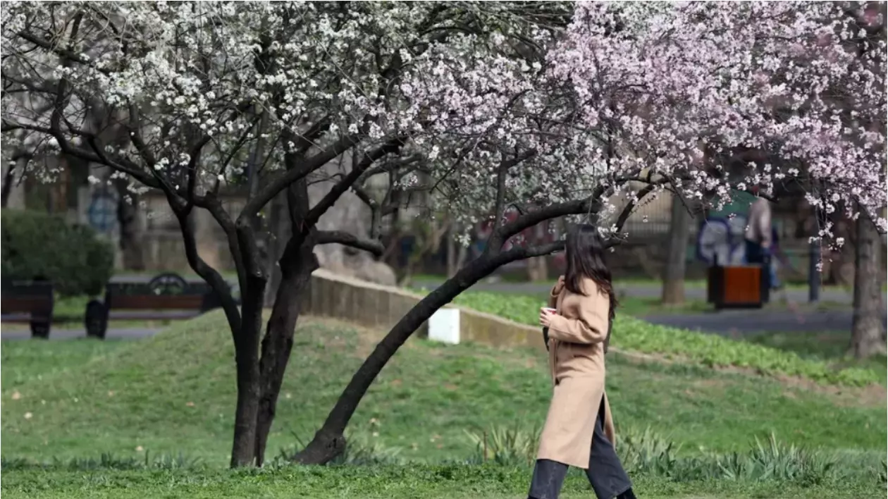 O femeie îmbrăcată în palton maro se plimbă pe o alee și se uită la un cireș înflorit, în parcul Cișmigiu, aprilie 2025