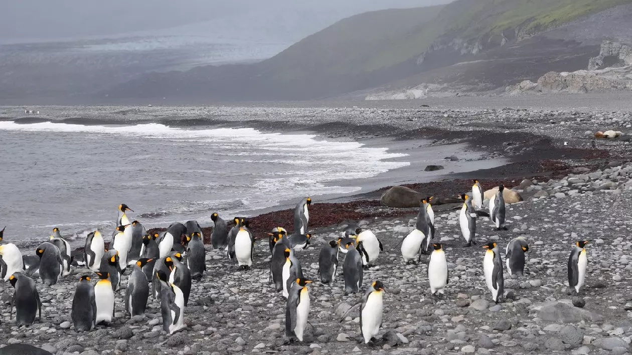 O fotografie realizată la 25 martie 2016 și publicată la 8 octombrie 2024 de către Australian Antarctic Division arată pinguini King pe plaja Walrus de pe teritoriul australian Heard Island din Oceanul Austral