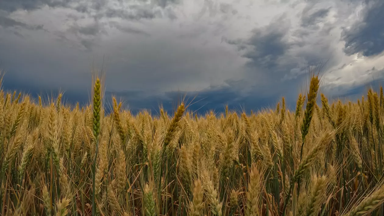 Lan de grau romania. foto shutterstock