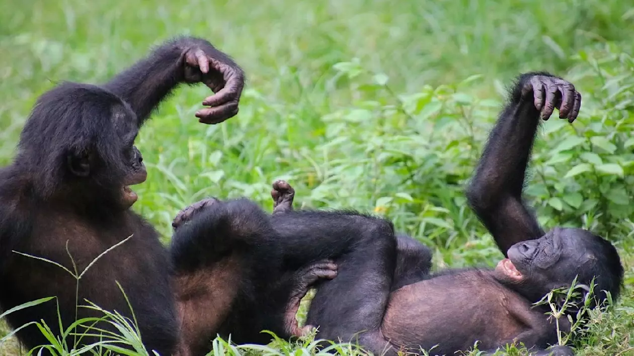 Comportament de joc social între un bonobo orfan și un bonobo tânăr crescut de mamă la Sanctuarul Lola ya Bonobo din Republica Democrată Congo.