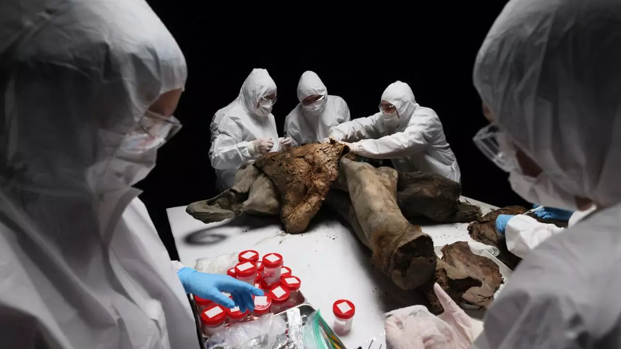 Necropsie rară a unui pui de mamut înghețat 130.000 de ani