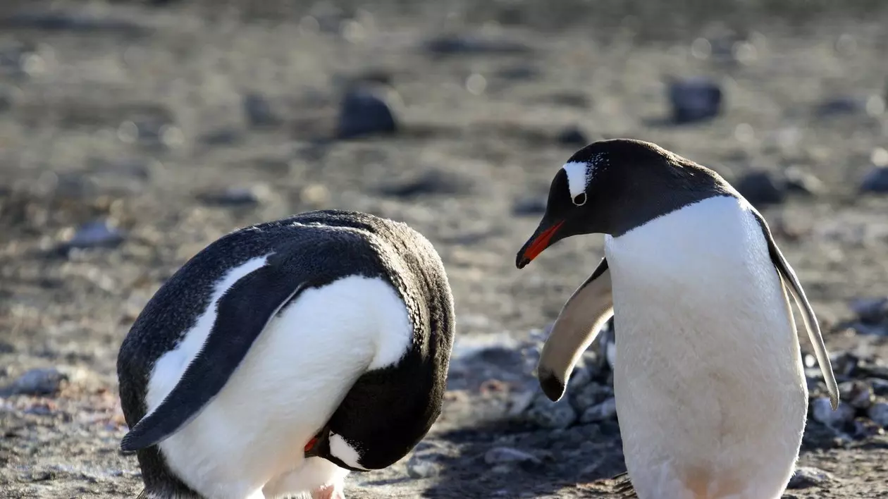 Pinguini de pe o insulă din apropiere de Antarctica. Imagine cu caracter ilustrativ Foto: Profimedia