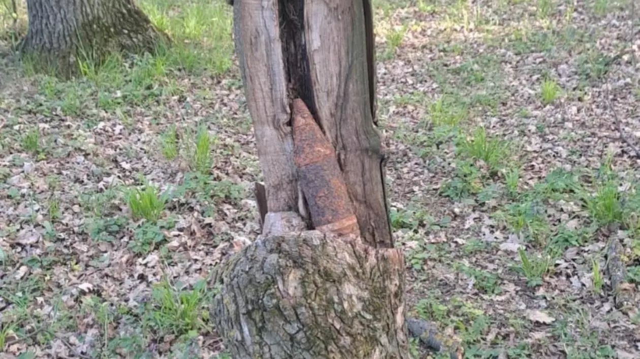 Un obuz a fost găsit într-o scorbură, la Galați, lângă oamenii care veniseră la picnic în ziua de Paște
