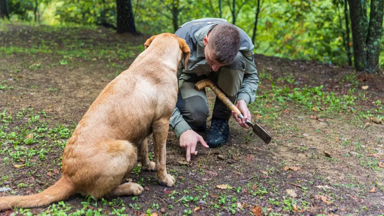 Care sunt cele mai potrivite rase de câini pentru căutat trufe