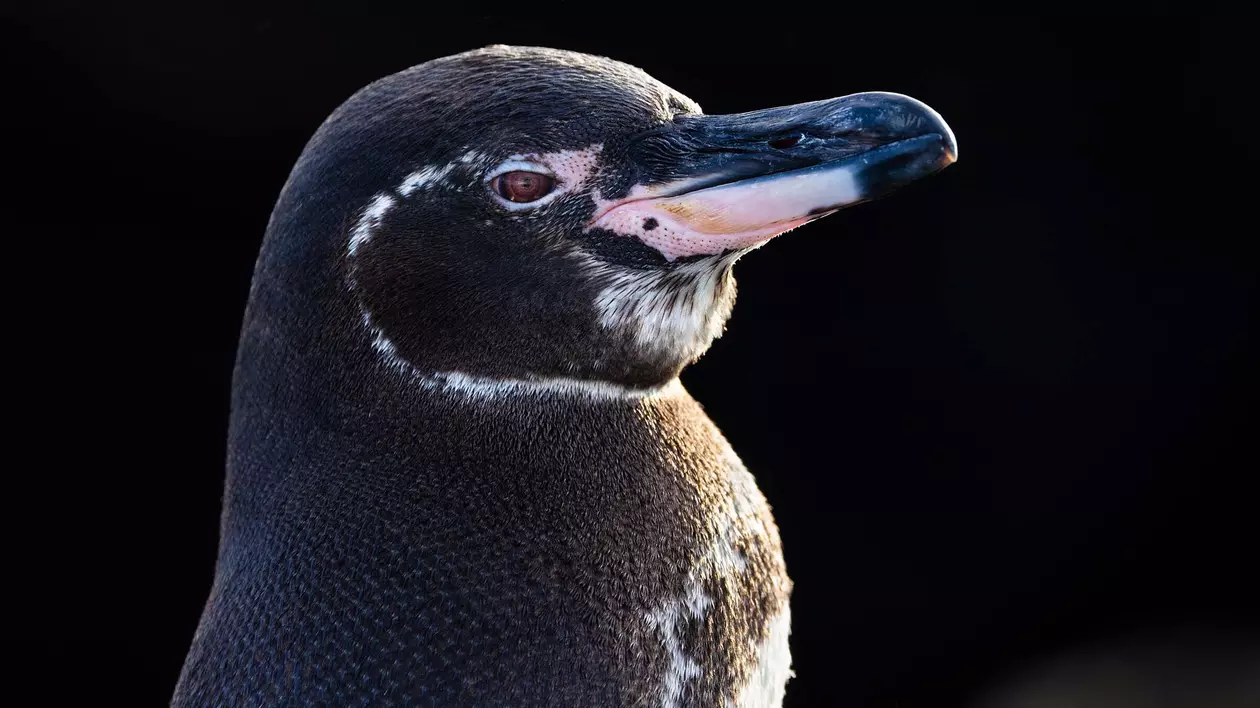 Pinguin văzut din profil, imagine din documentarul Secrets of the Penguins.