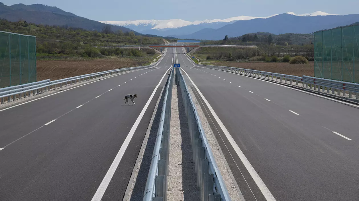 Un caine traverseazo o autostrada goala. fotografie ilustrativa