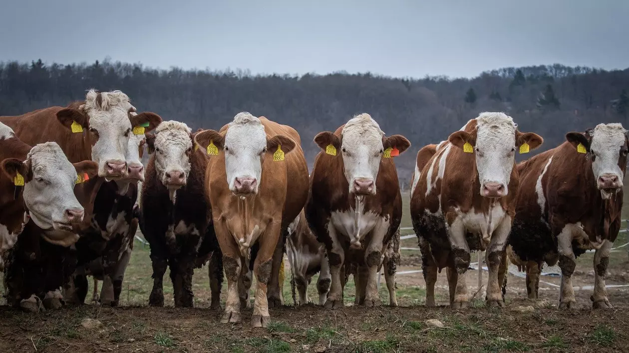 Ungaria, afectată de primul focar de febră aftoasă Foto: Profimedia