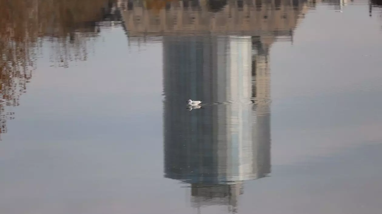 O rată pe apă, într-un parc din București, se vede pe clădire reflectată în apă