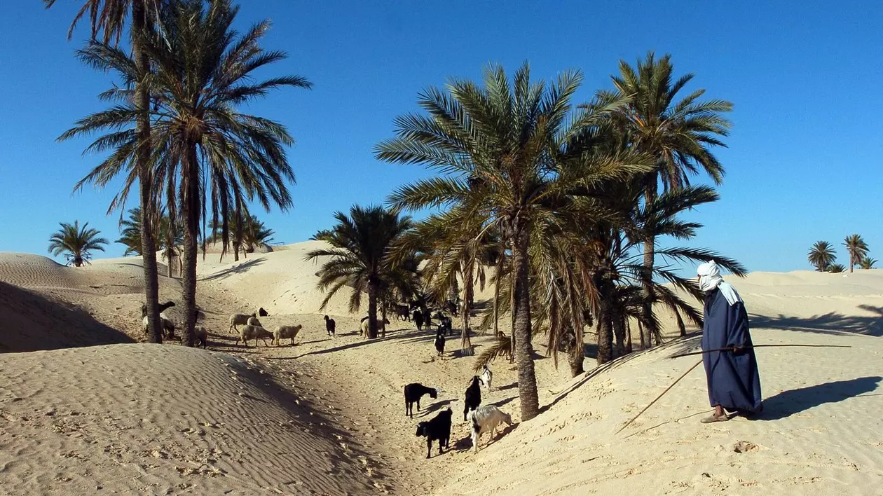 Păstorii își mută animalele de-a lungul dunelor de nisip din Sahara