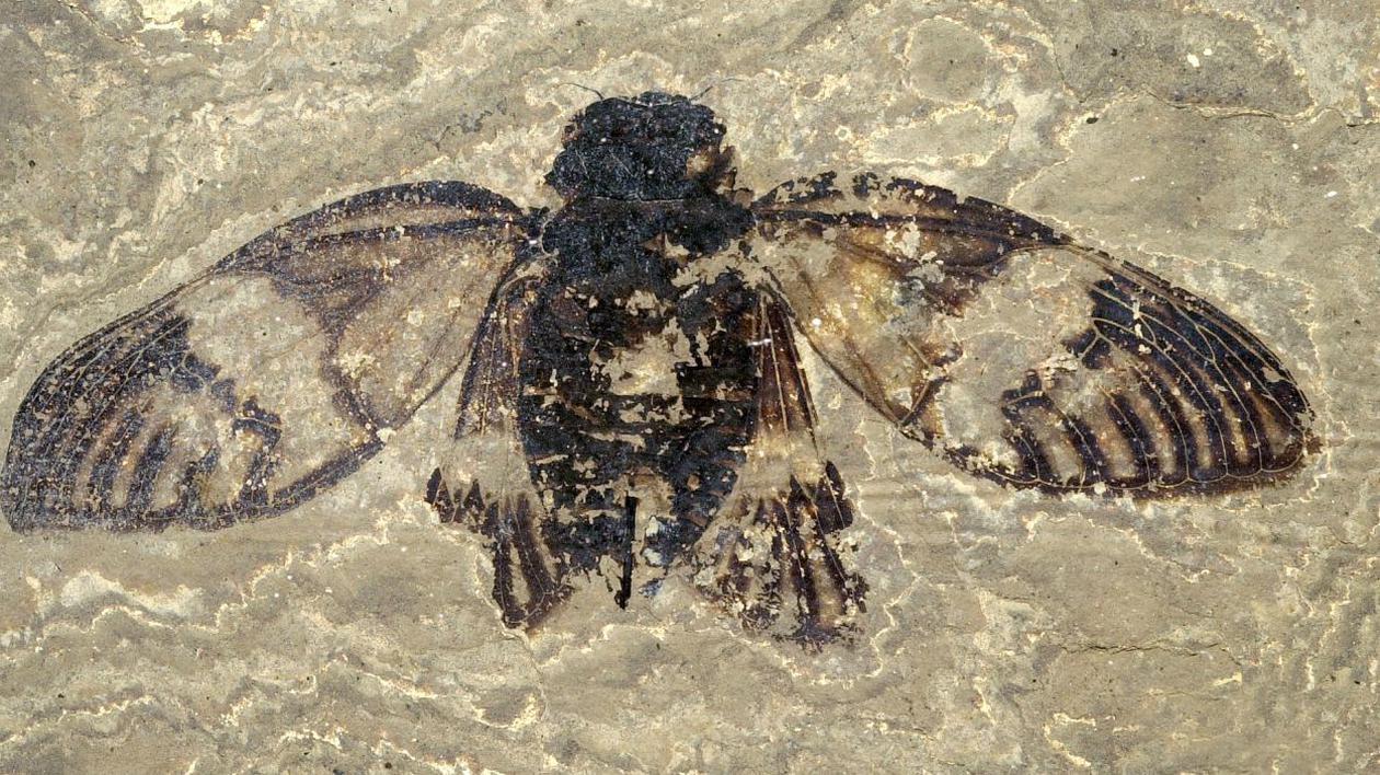 Cea mai veche cicadă din Europa: fosilă de 47 milioane de ani, capabilă să „cânte”