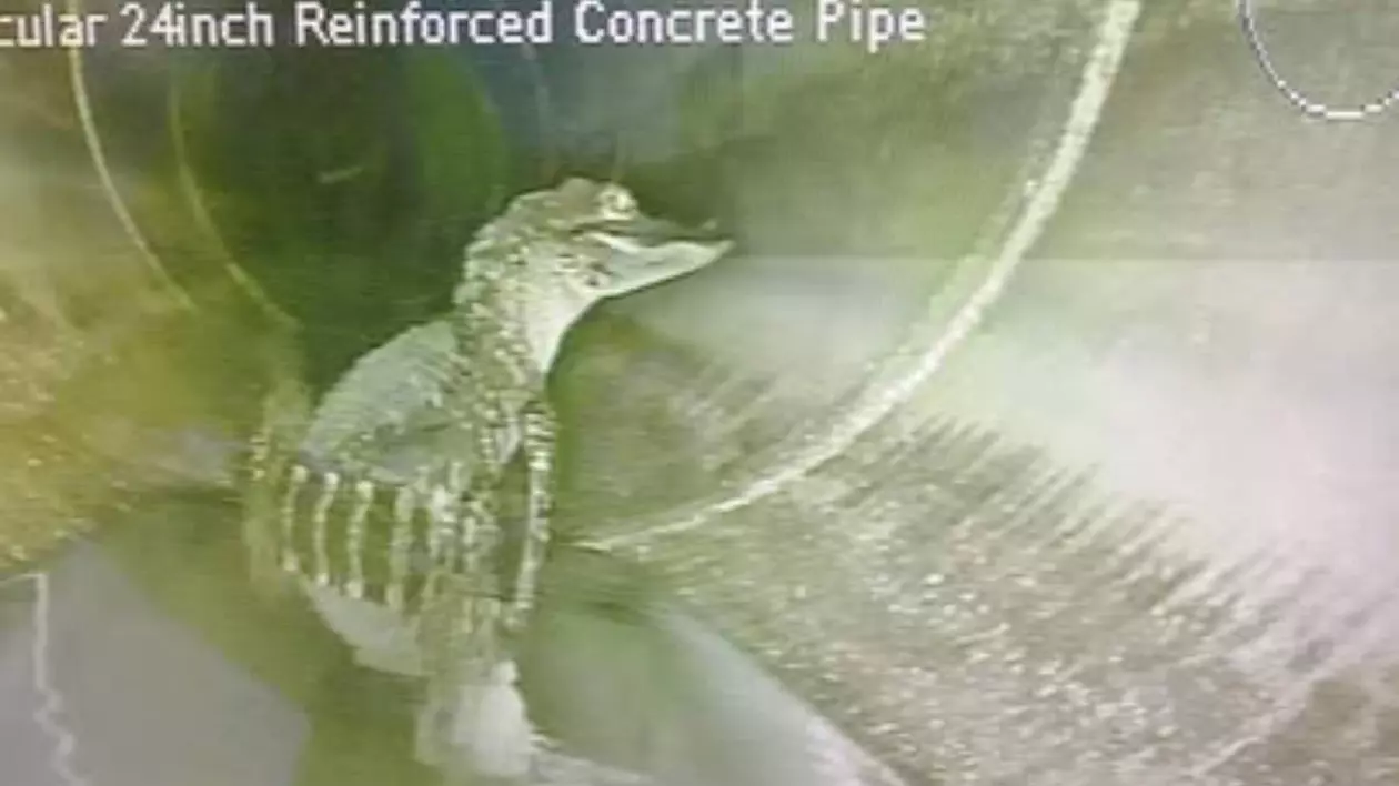 Muncitorii au găsit un aligator care se relaxa într-o țeavă, în Florida: „Prietenul vostru s-a întors”