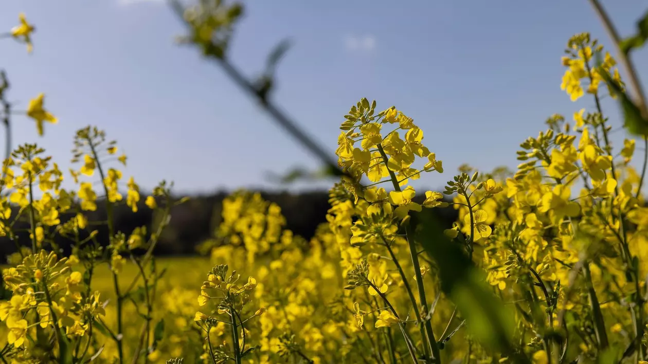Cum va fi vremea în perioada 19 mai – 15 iunie 2025. Prognoza meteo pentru următoarele patru săptămâni