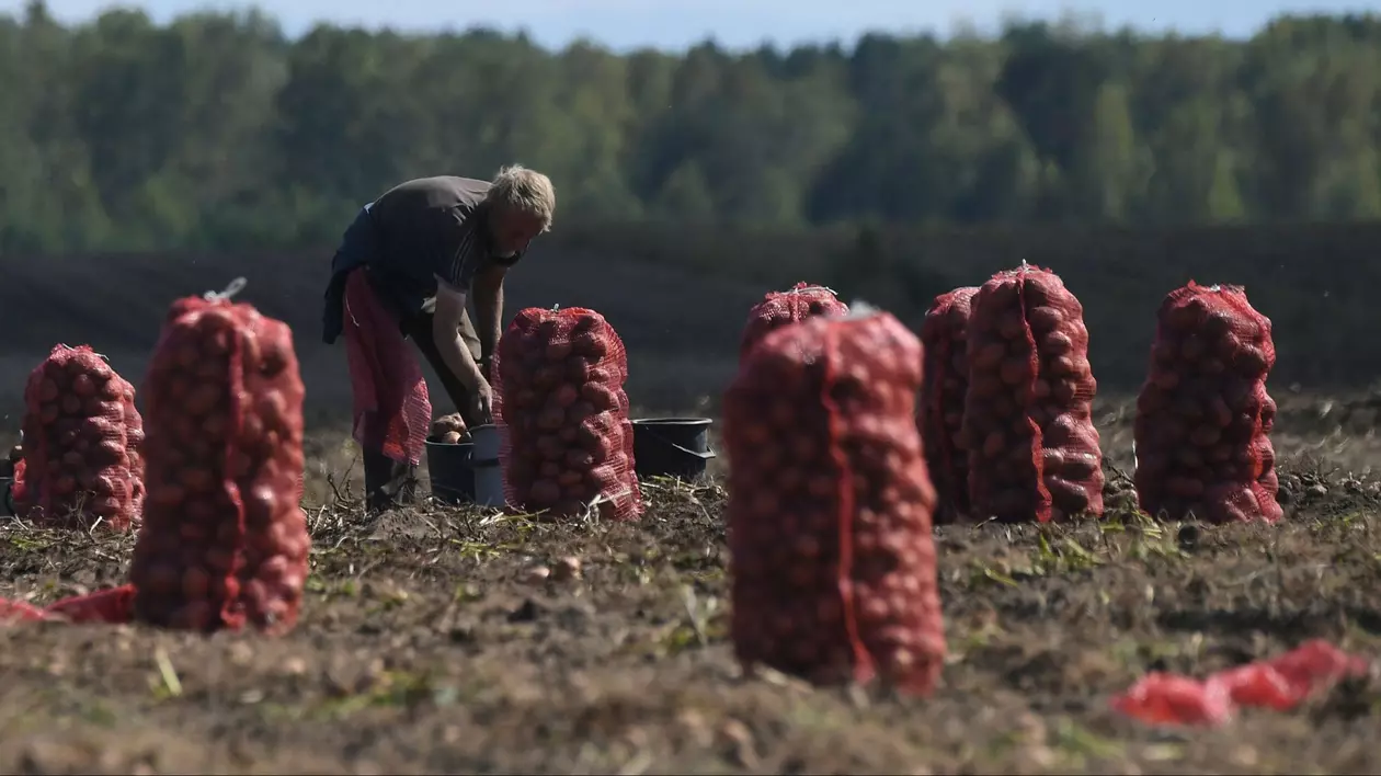Un bărbat strânge cartofi pe un câmp din Rusia. Imagine cu caracter ilustrativ Foto: Hepta