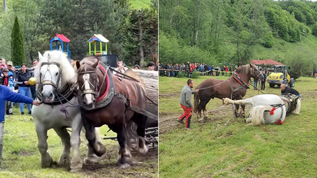 Colaj cu Falko, calul de tracțiune mort după un concurs de tras bușteanul