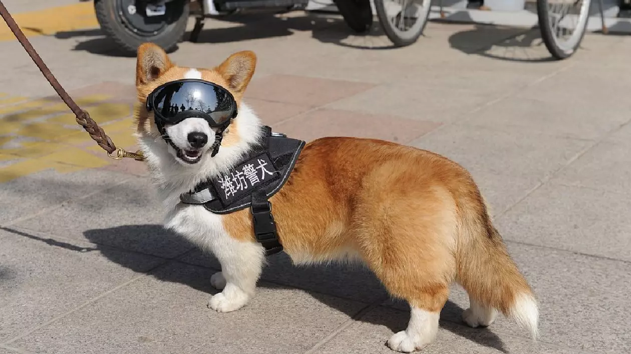 Primul câine polițist Corgi din China a smuls un cârnat de la un copil. Nu e prima dată când are probleme la locul de muncă
