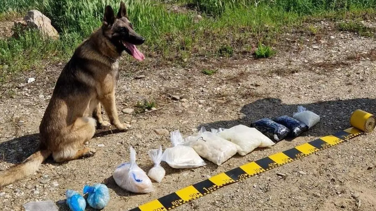Mai multe pungi cu droguri găsite de polițiști și puse pe jos, iar lângă ele este un câine ciobănesc german al Direcției Vamale din Cluj, care a ajutat la această operațiune