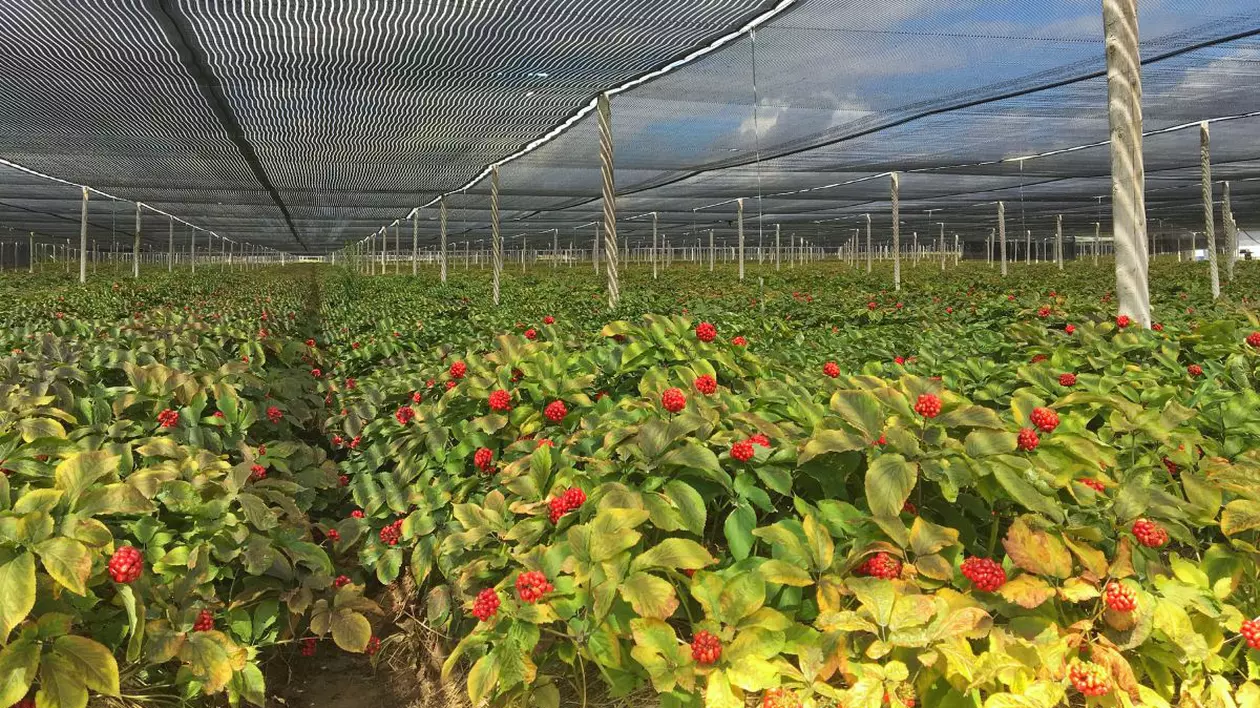 O plantă veche de 800 de ani se vinde cu sute de euro kg, dar nimeni nu vrea să o cultive