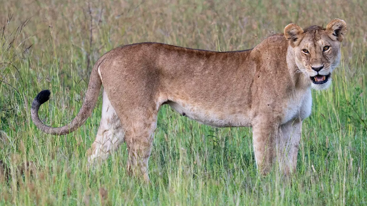 De ce au animalele de pradă pupilele diferite de cele ale victimelor pe care le hăituiesc