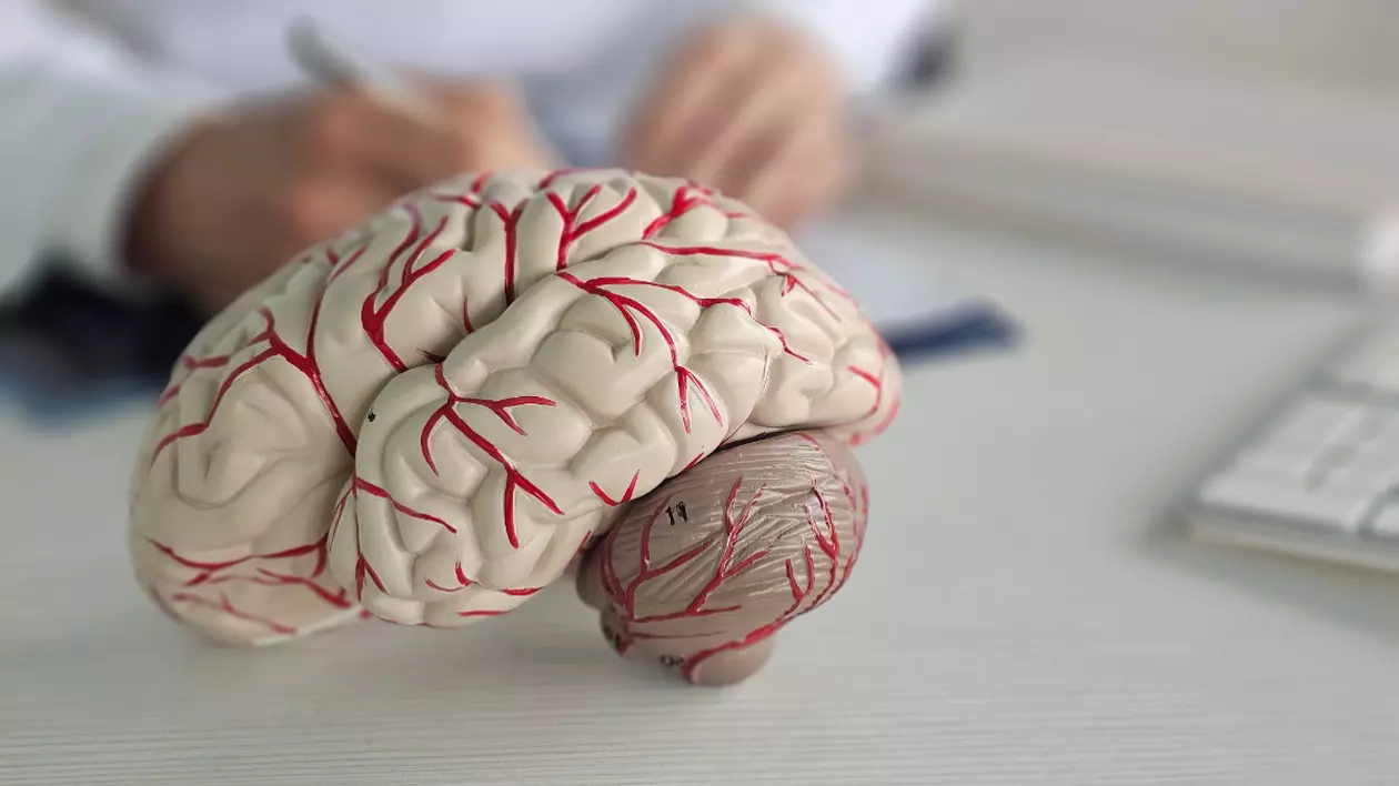 Imaginea prezintă un model anatomic al creierului uman, plasat pe un birou alb, într-un mediu medical sau educațional.