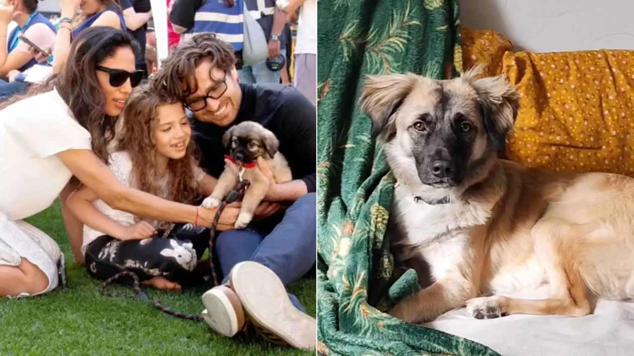Povestea lui Muttley Caramelo, cățelușul abandonat care și-a ales familia adoptivă la un târg organizat de ASPA