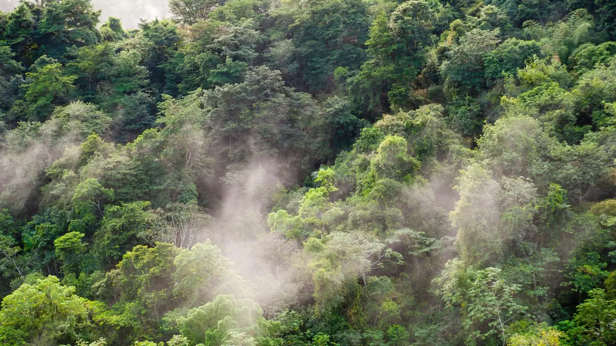 Descoperiri misterioase în Amazon: oraș antic uriaș și creaturi bizare