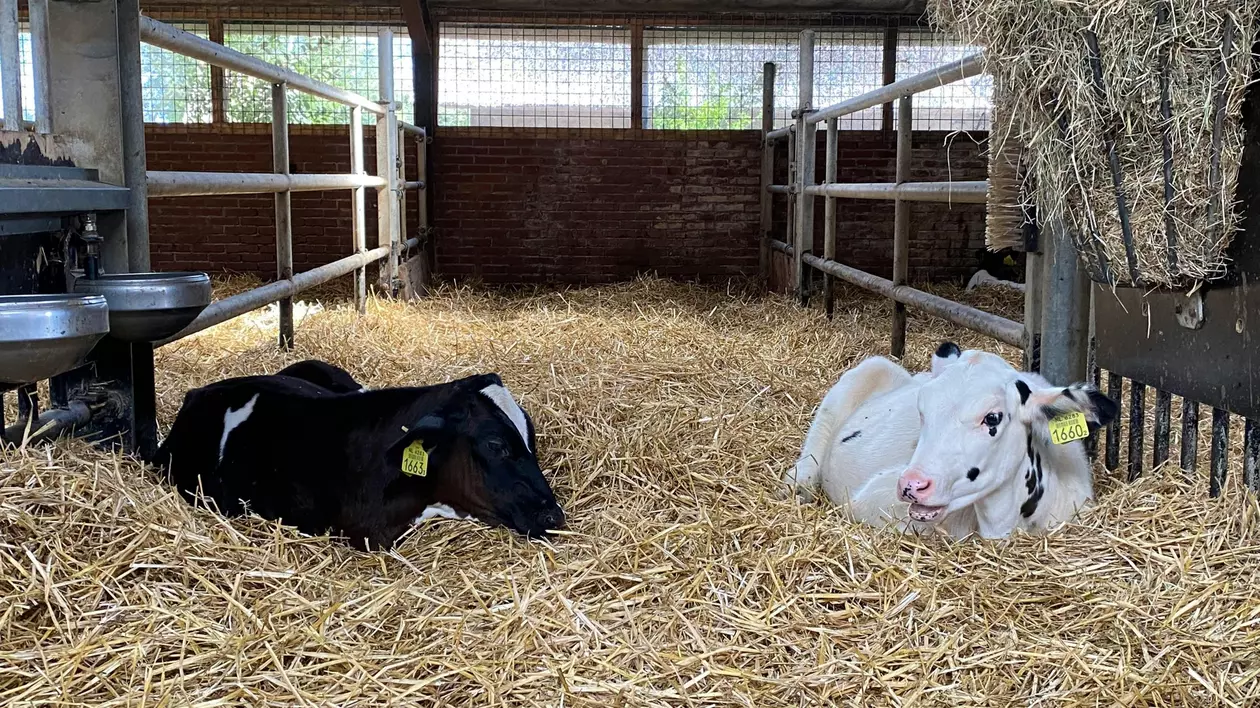 5 măsuri de siguranță pentru prevenția bolilor în rândul animalelor de fermă