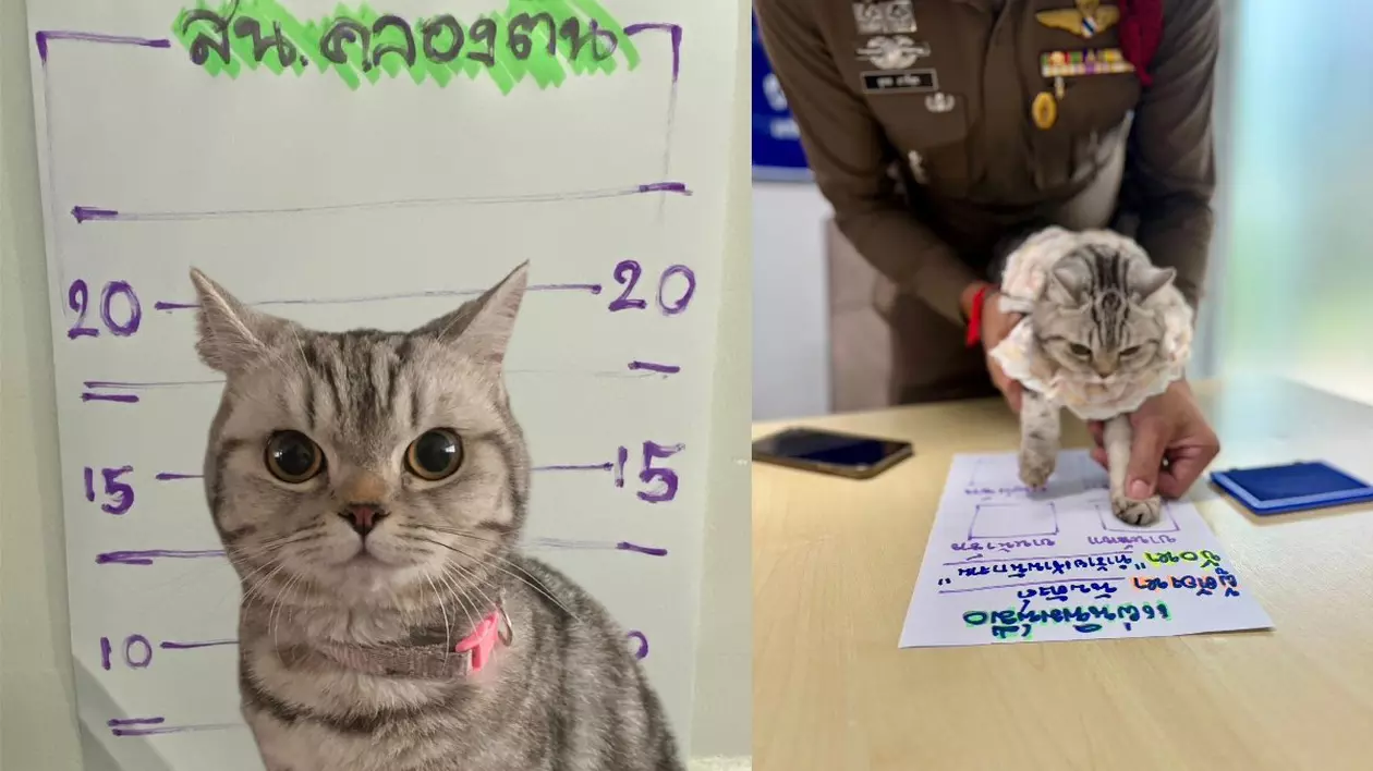 Pisică arestată și amprentată, după ce a fugit de acasă și i-a atacat pe polițiști: „Nu o lăsa să preia controlul”