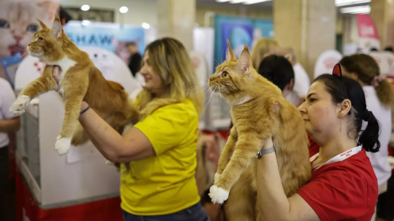 Expoziție de pisici la București: O nouă rasă de pisici va fi prezentată, în premieră, în România la evenimentul dedicat felinelor