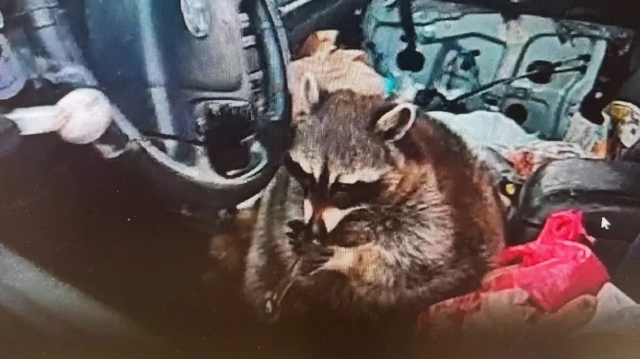 Ratonul fumează metamfetamină pe scaunul șoferiței, la un control al poliției, în SUA: „Chewy și-a trădat proprietara”