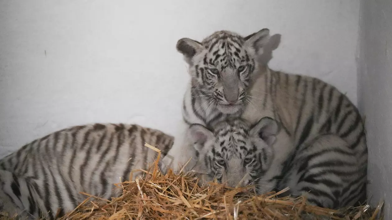 cei doi tigri de la Grădina Zoologică din Craiova