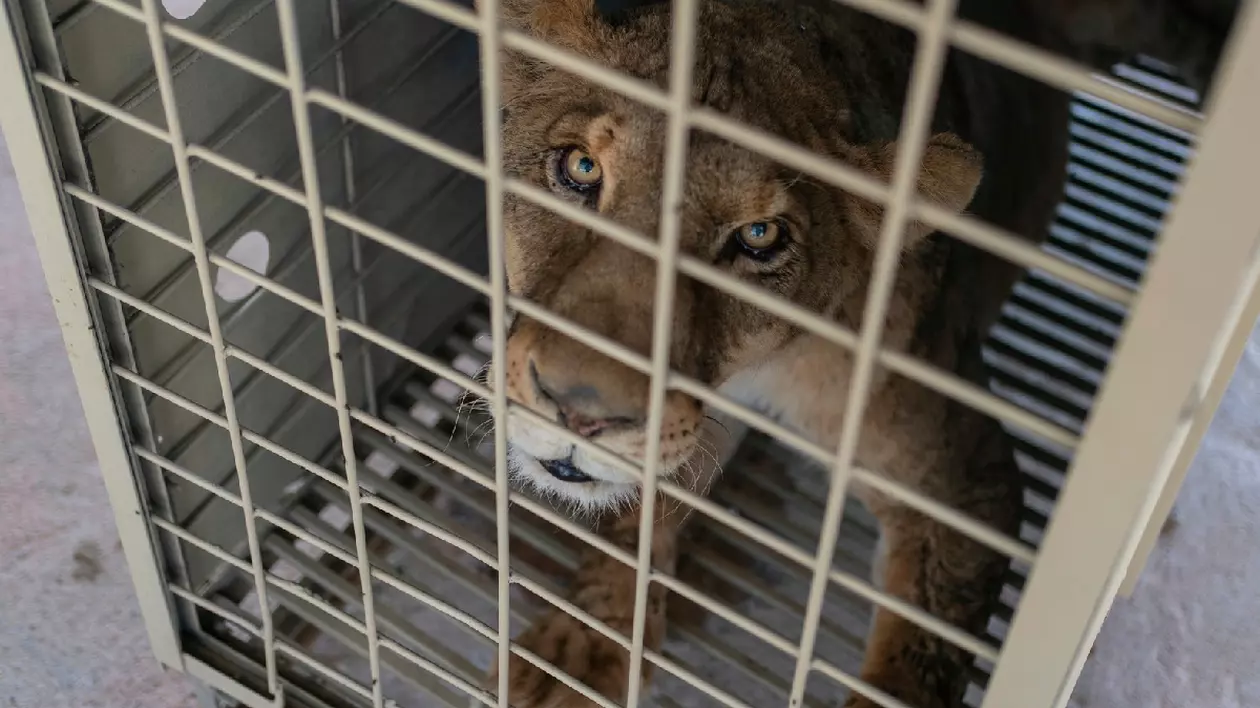 Sute de tigri, jaguari și elefanți sunt mutați din cauza violențelor cartelurilor din Sinaloa, Mexic