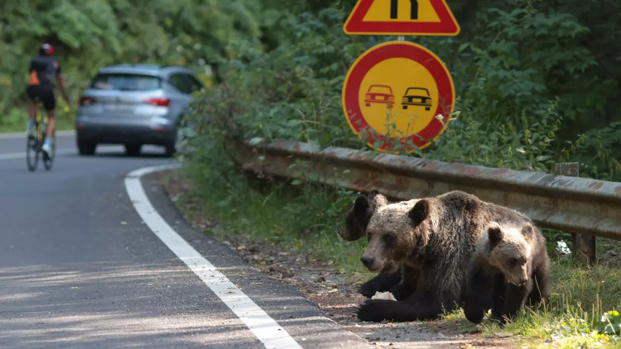 Ursoaică cu pui primește o bucată de pâine de la o persoană dintr-o mașină, pe Transfăgărășan, 22 iulie 2024. Inquam Photos / George Călin