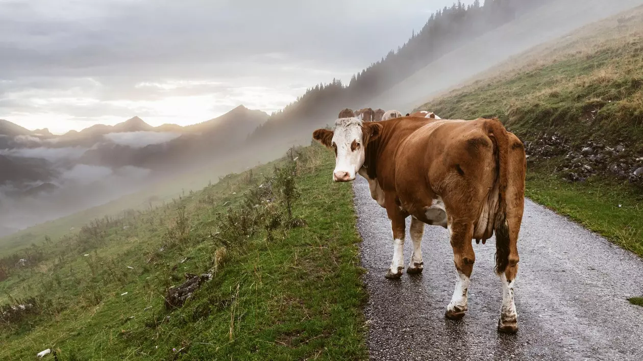 27 de vaci au murit pe loc după ce au fost lovite de fulger, pe o pășune din Galicia