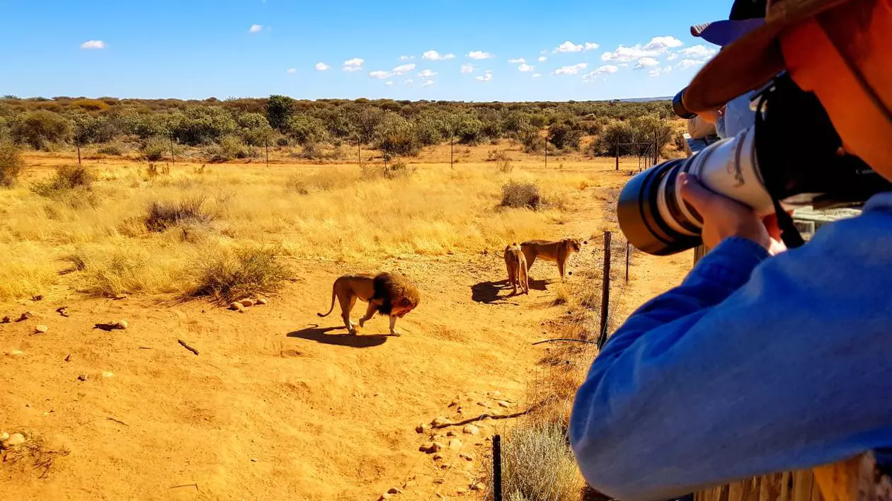 Un grup de turiști care fotografiază o rezervație cu lei în Namibia, aceștia sunt separați de animalele sălbatice cu un gard