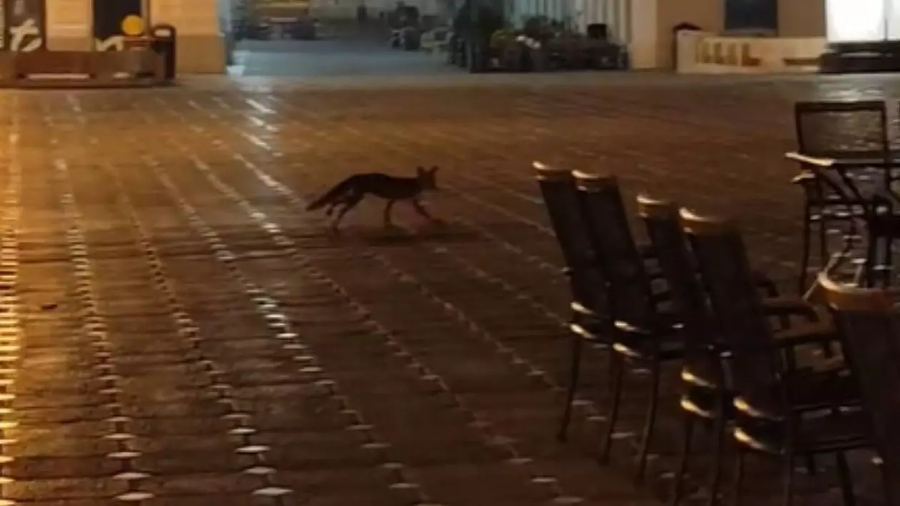 Vulpe filmată când se plimba prin centrul Timișoarei: imaginile surprinse în Piața Operei | VIDEO