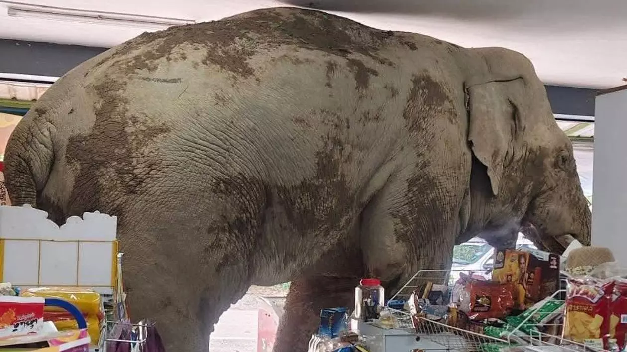 Un elefant sălbatic se plimbă printr-un magazin din Thailanda