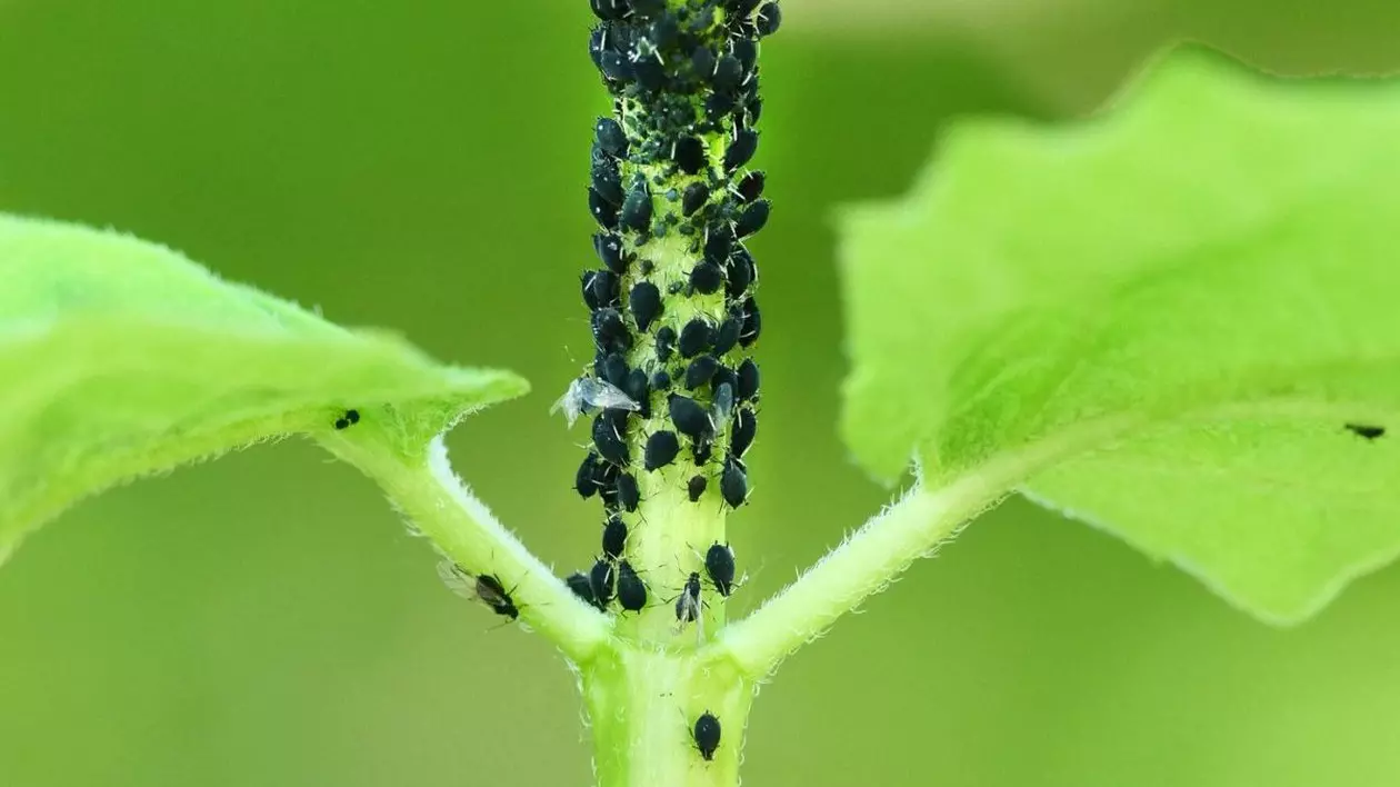 O plantă verde cu o frunză verde în dreapta și una în stânga, iar tulpina ei este plină de insecte mici negre, numite afide