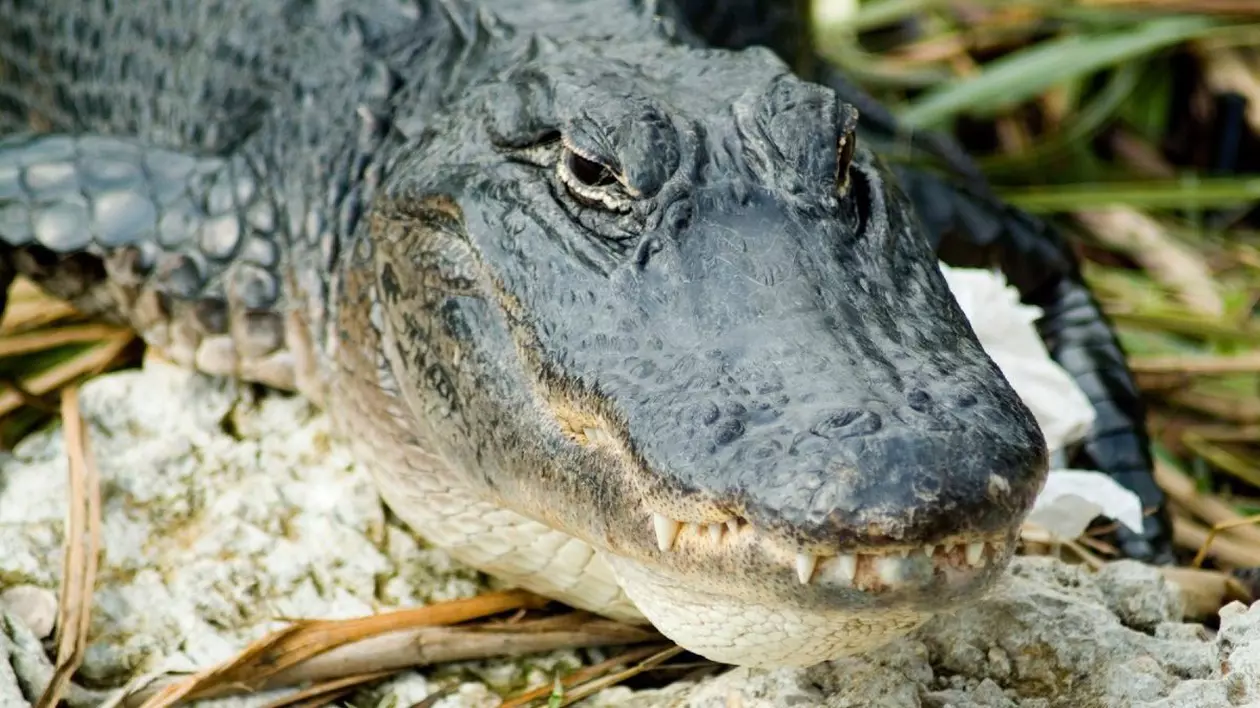 prim plan aligator