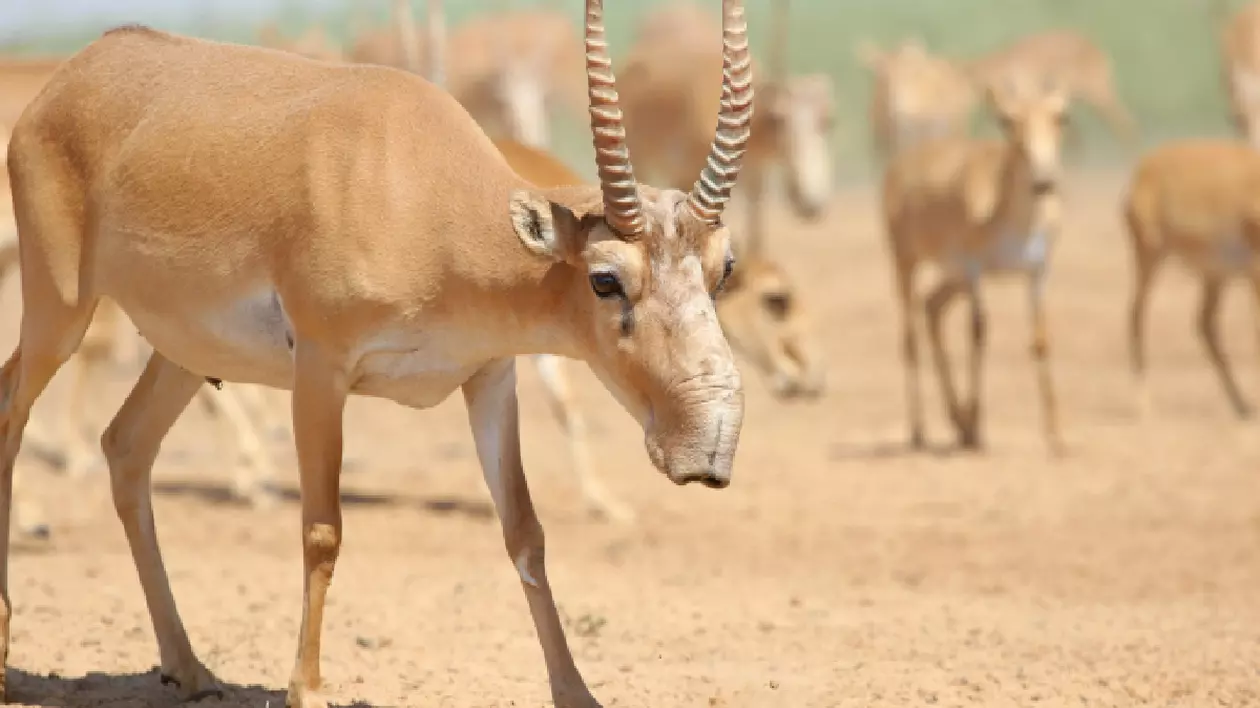 mai multe antilope saiga în habitatul lor natural