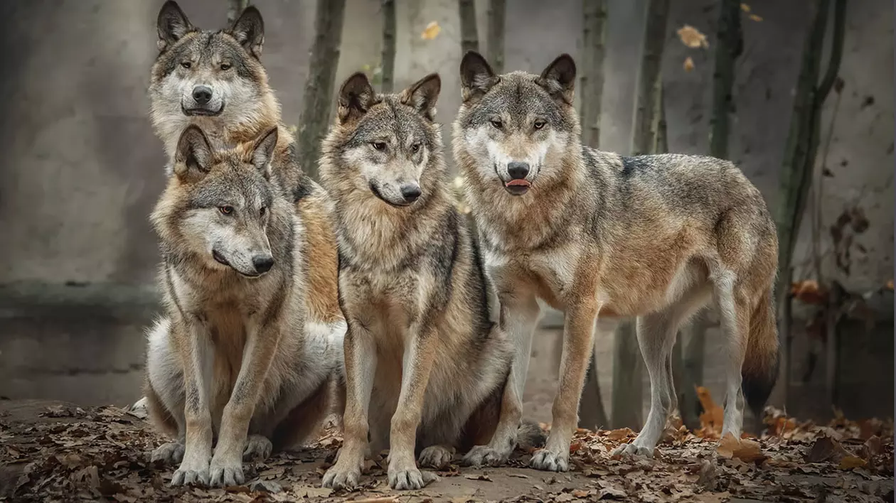 Haită de patru lupi Canis Lupus, în pădure