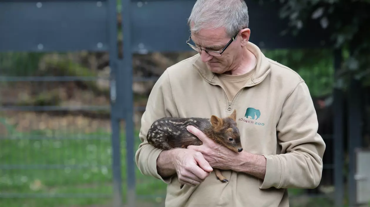 Cea mai mică Bambi din lume s-a născut la grădina zoologică din Köln: „O cheamă Adora”