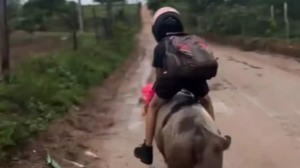 Imagine cu copilul din Brazilia în timp ce călărește porcul