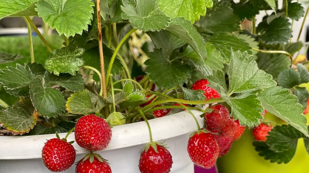 Cum să cultivi căpşuni pe balcon sau pe terasă