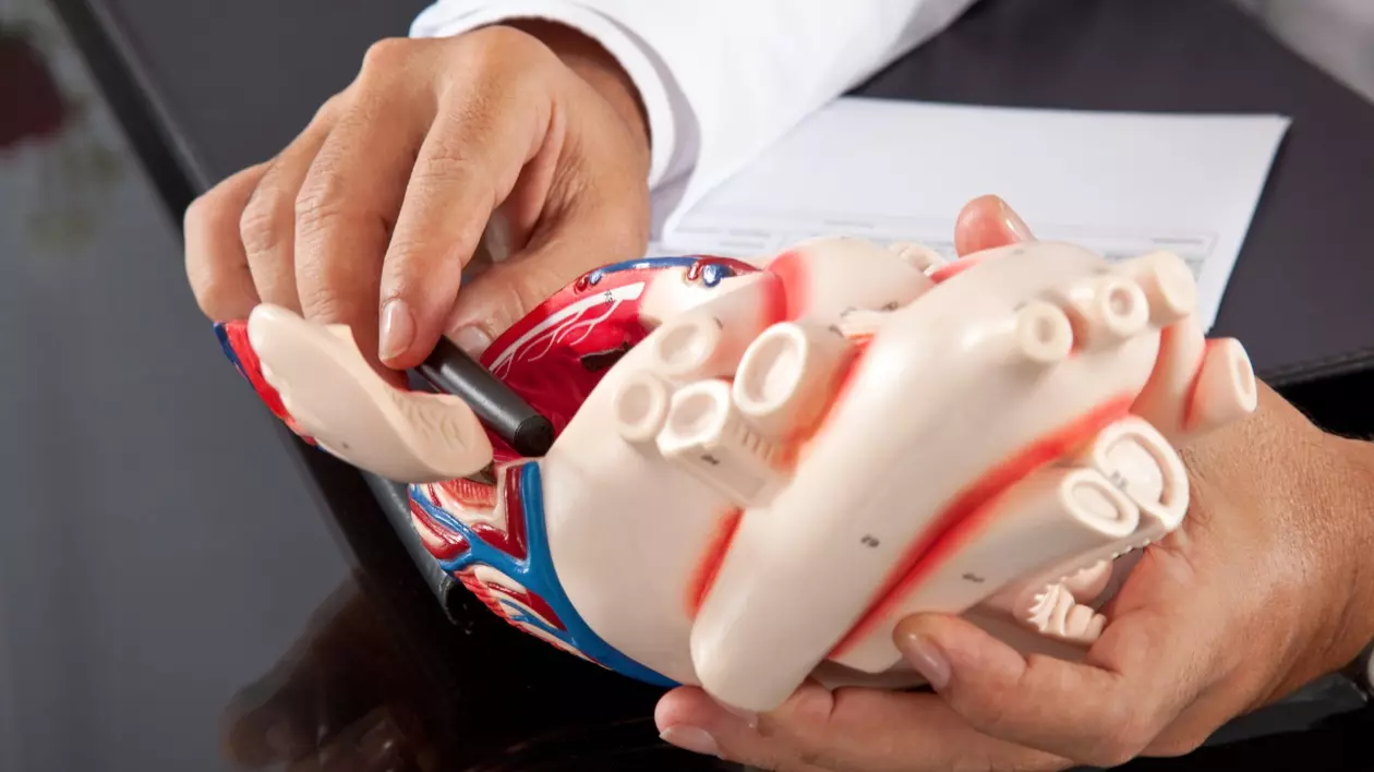 Imaginea ilustrează un doctor care arată un model al unei inimi